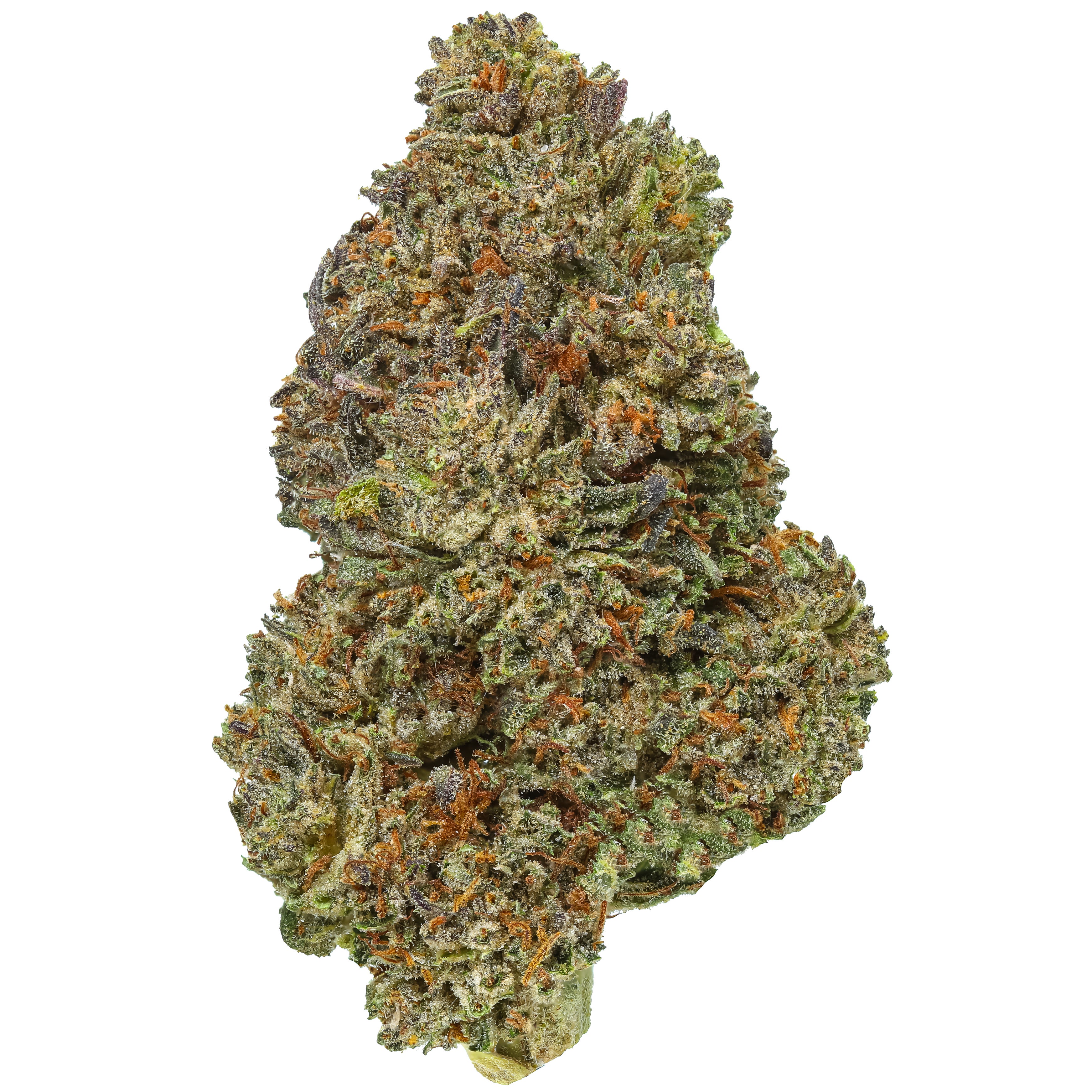 Bubba Kush 12 Wholesale | Lost Oak Farms
