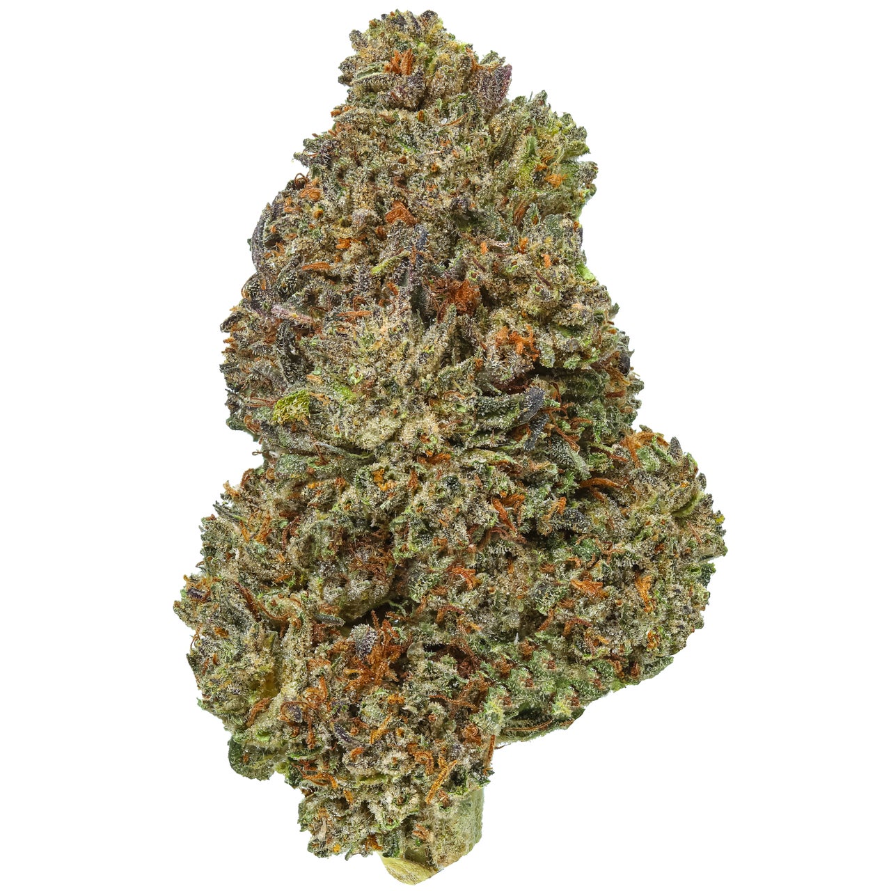 Bubba Kush 12 - 2025 Harvest