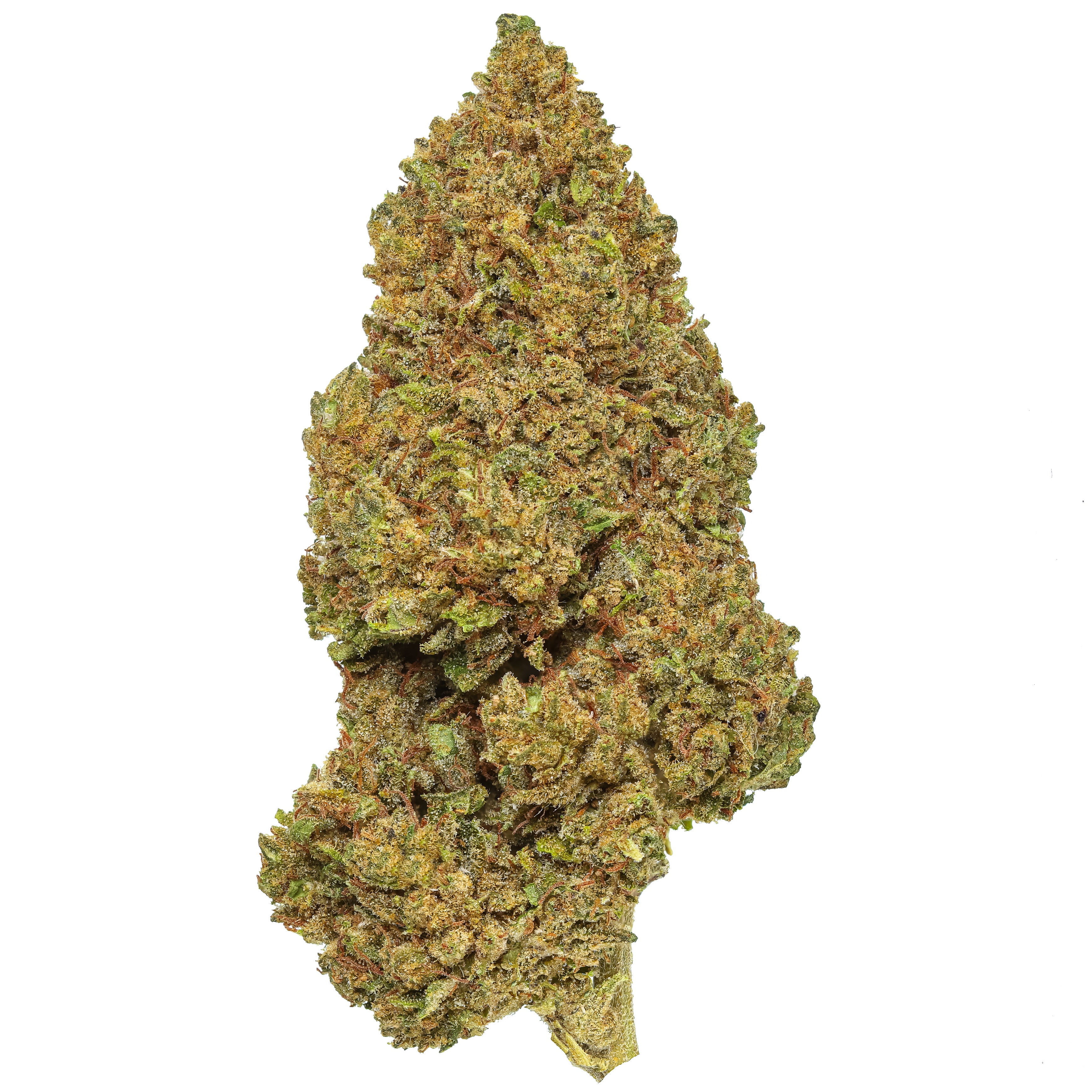 Larry OG 2025 Harvest | Lost Oak Farms