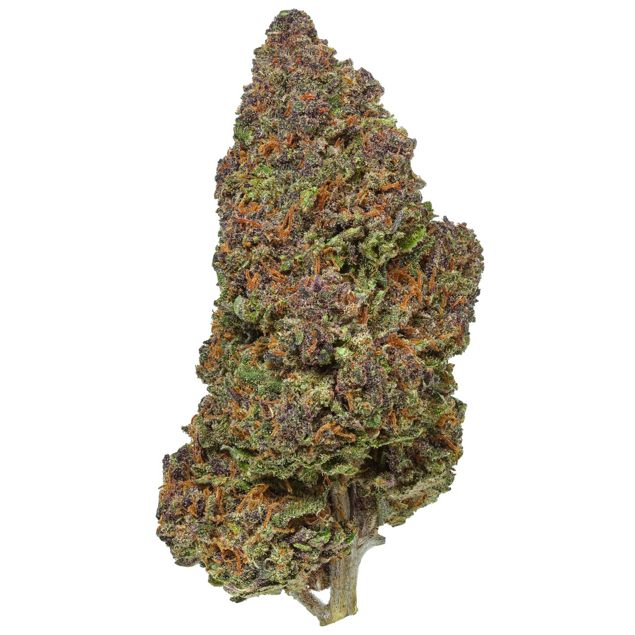 Rainbow Sherbet 2025 Harvest