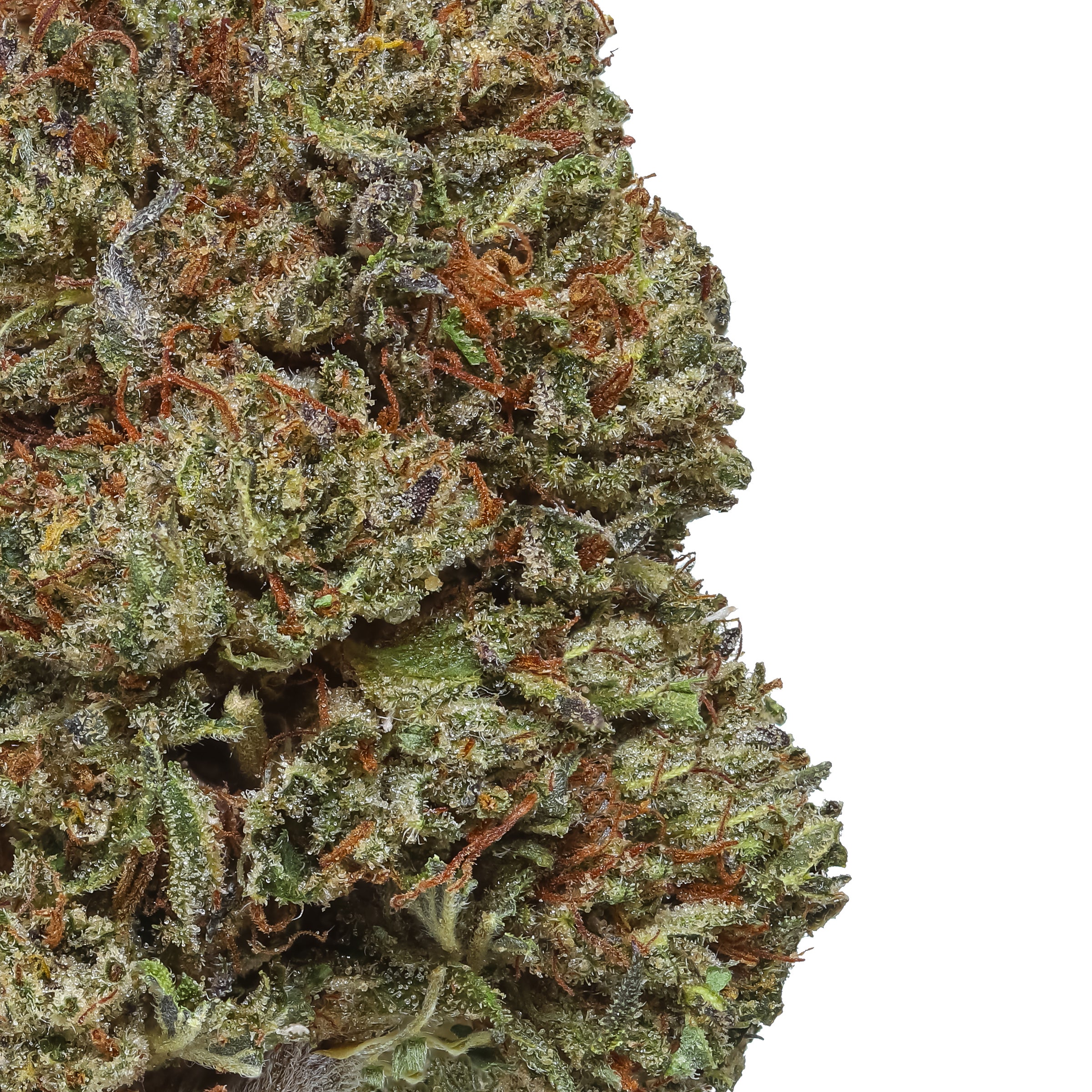 フラワー・ガーデニング Agave montana 'Lime Flash' 67 フラワー・ガーデニング Agave montana 'Lime Flash' 67 フラワー