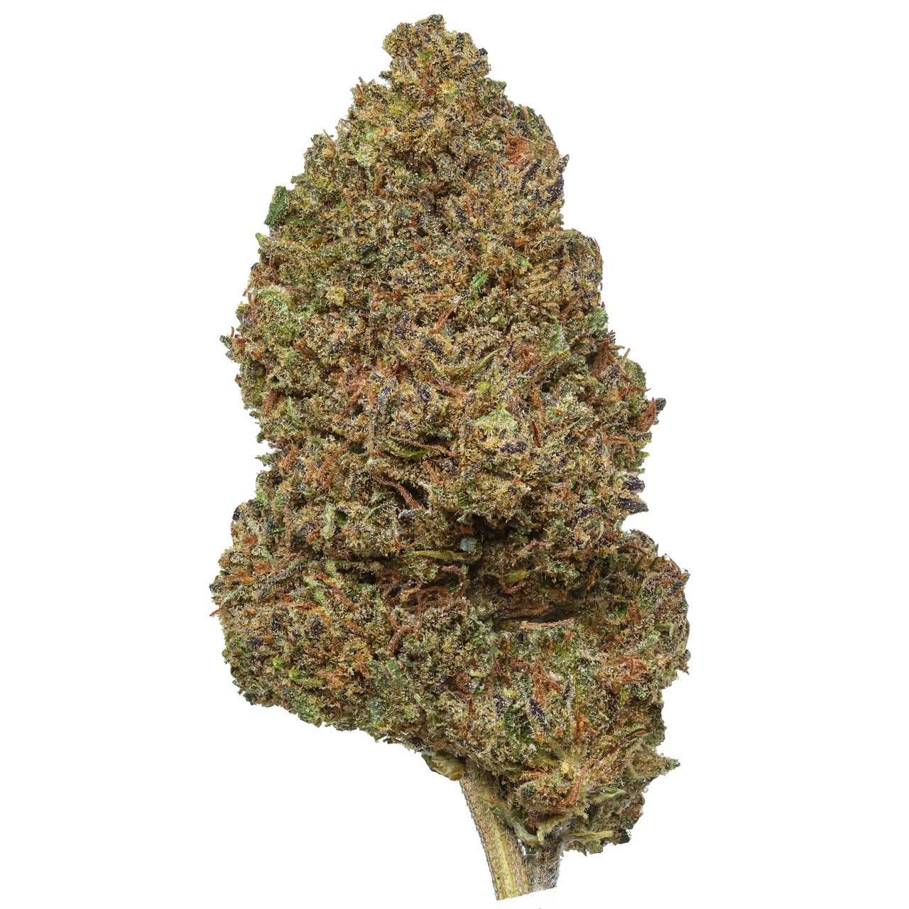 Critical Berries 2025 Harvest