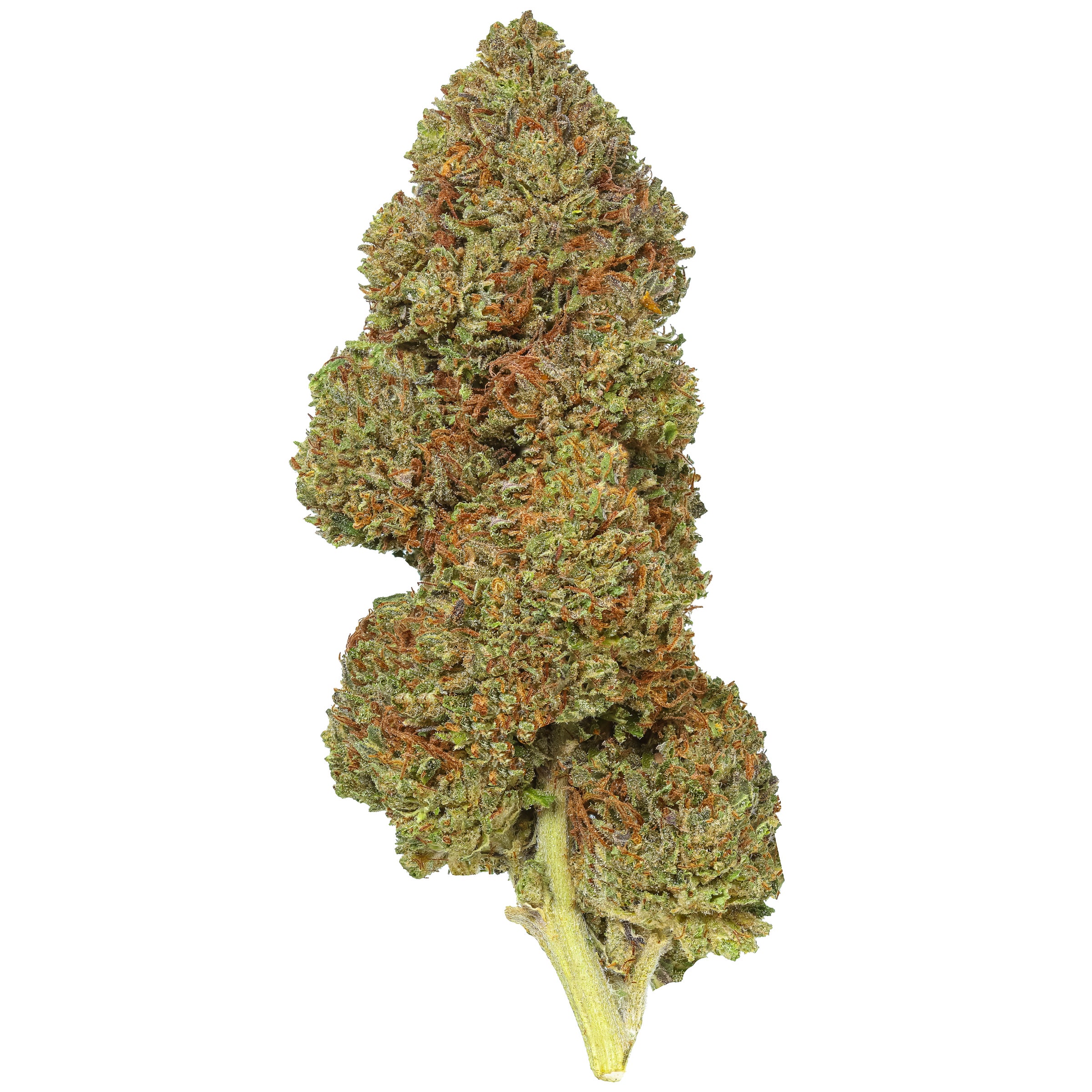 Pre-98 Bubba Kush Wholesale | Lost Oak Farms