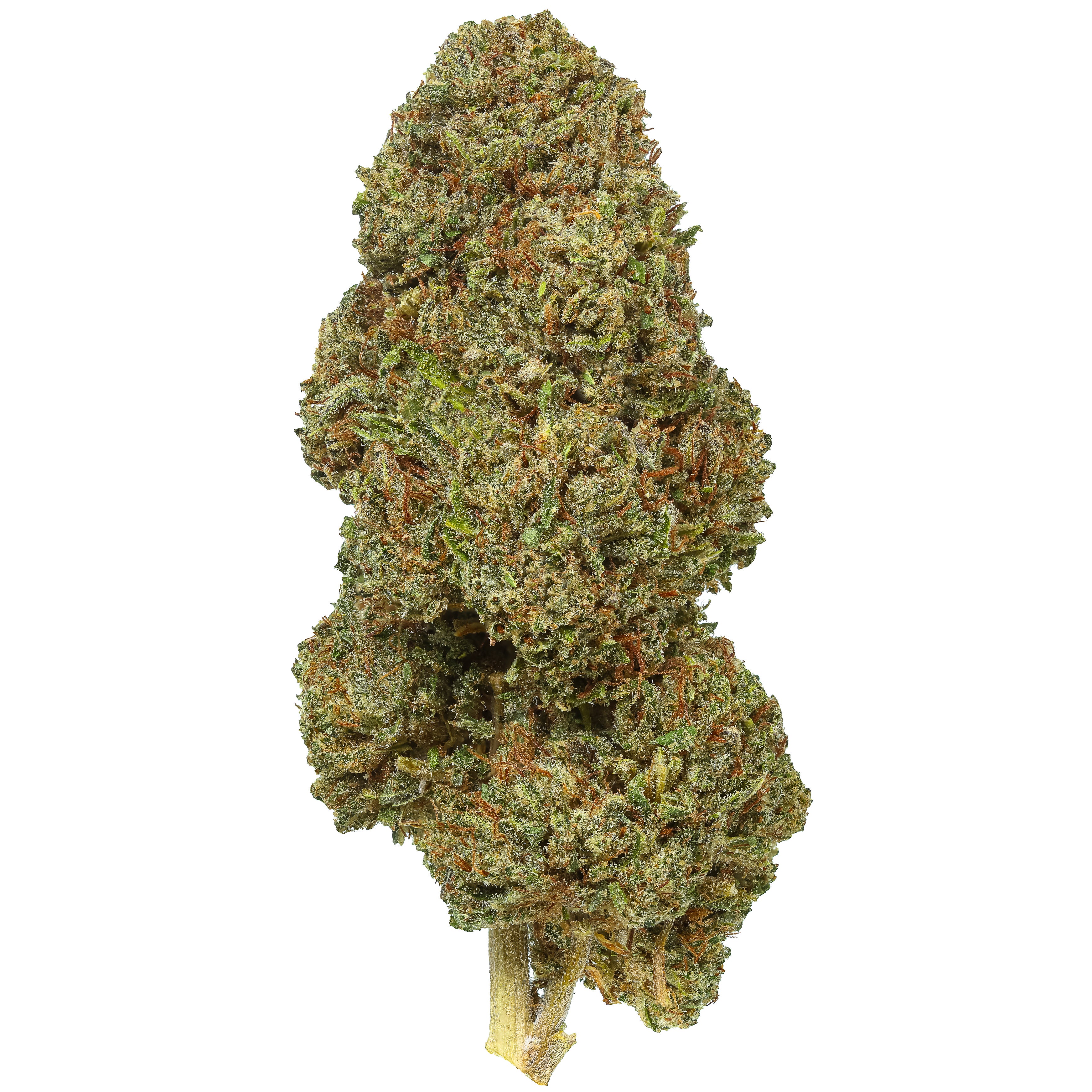 Blue Nitro Hemp Flower - 2025 Harvest | Lost Oak Farms