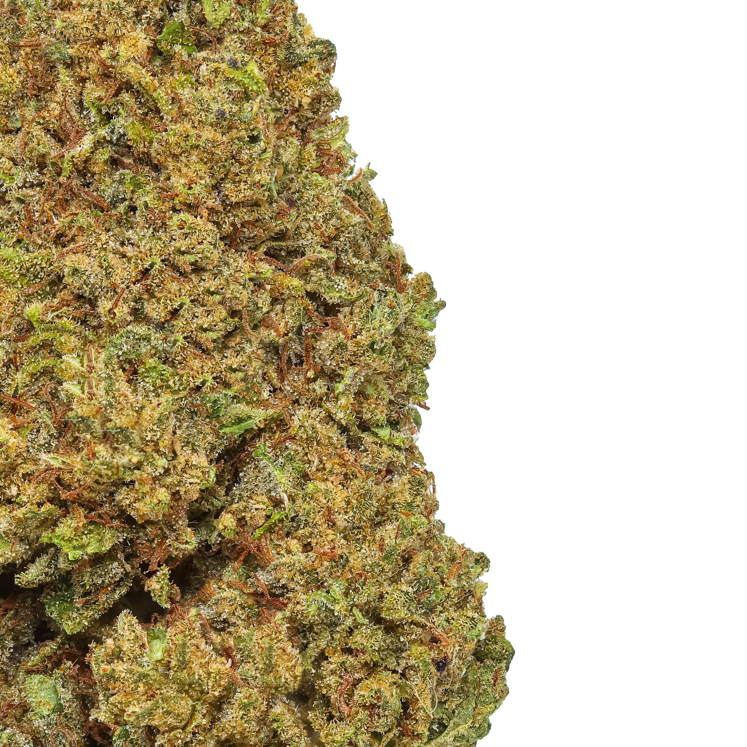 Larry OG 2025 Harvest | Lost Oak Farms