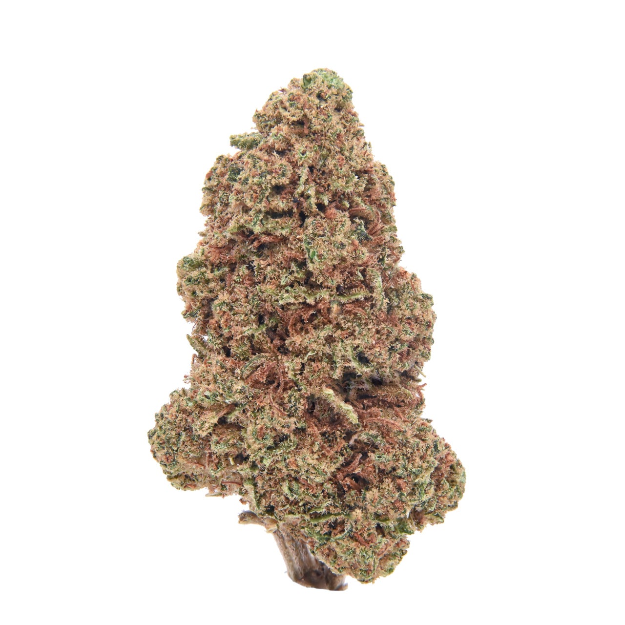Rock Candy - 2025 Harvest