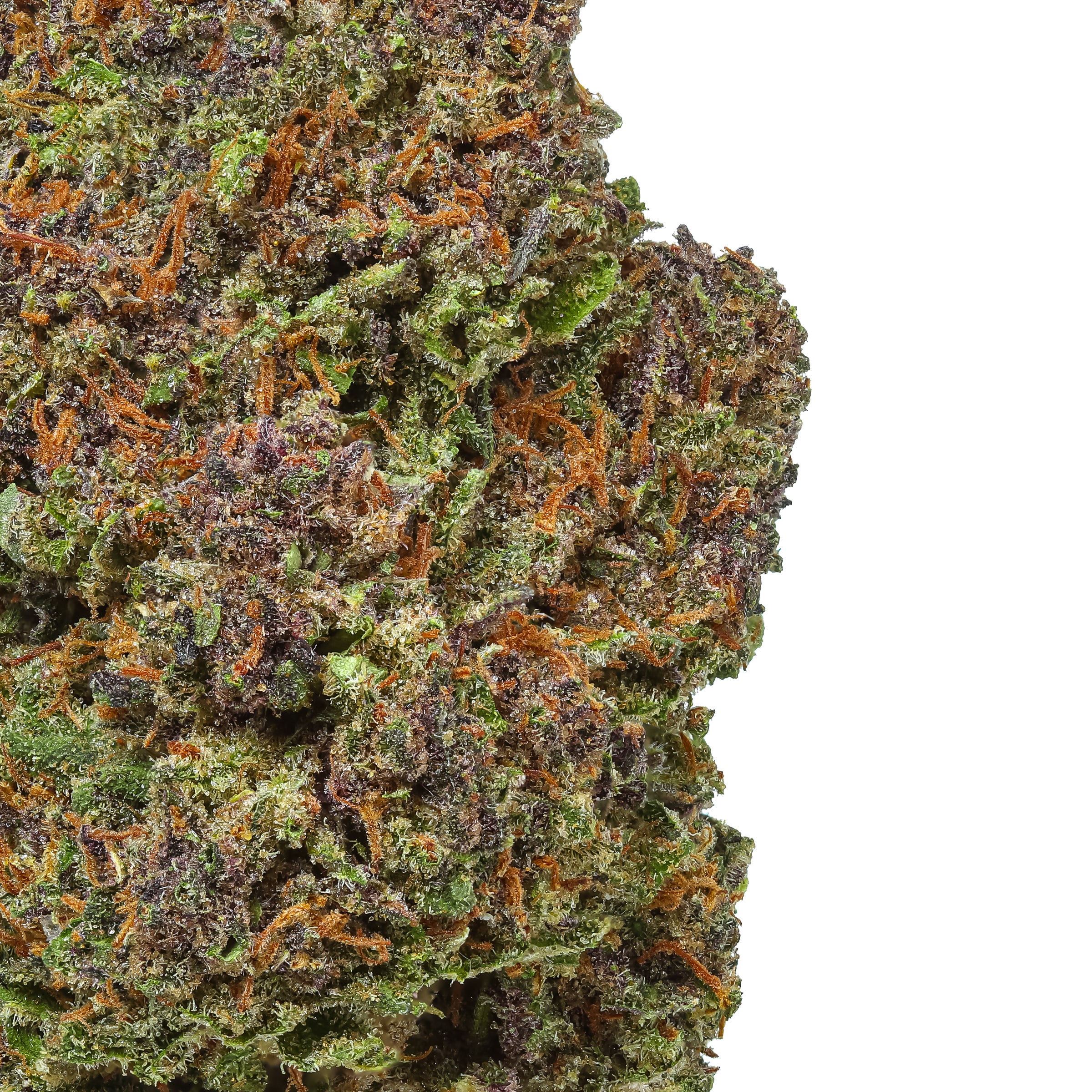 Rainbow Sherbet 2025 Harvest | Lost Oak Farms